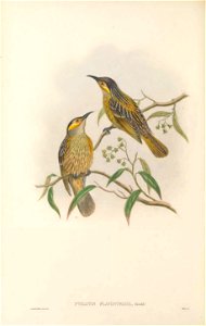 Ptilotis flavostriata (=Xanthotis macleayanus) in The birds of New Guinea and the adjacent Papuan islands, including many new species recently discovered in Australia. v.3 (Plate 50).