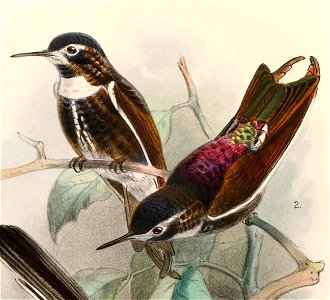 English:  « Aglaeactis aliciae » = Aglaeactis aliciae (Purple-backed Sunbeam)Français :  « Aglaeactis aliciae » = Aglaeactis aliciae (Colibri d'Alice)