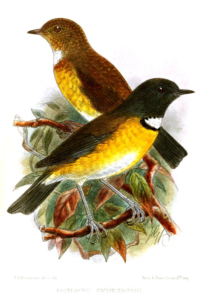 Erithacus swynnertoni =  Swynnertonia swynnertoni