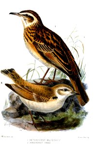 Heterocorys breviunguis = Certhilauda chuana
Ammomanes grayi