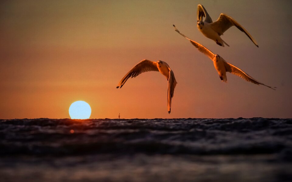 Sunset brown sunset brown birds
