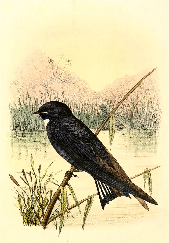 « Hirundo nigrita » = Hirundo nigrita (White-bibbed Swallow)