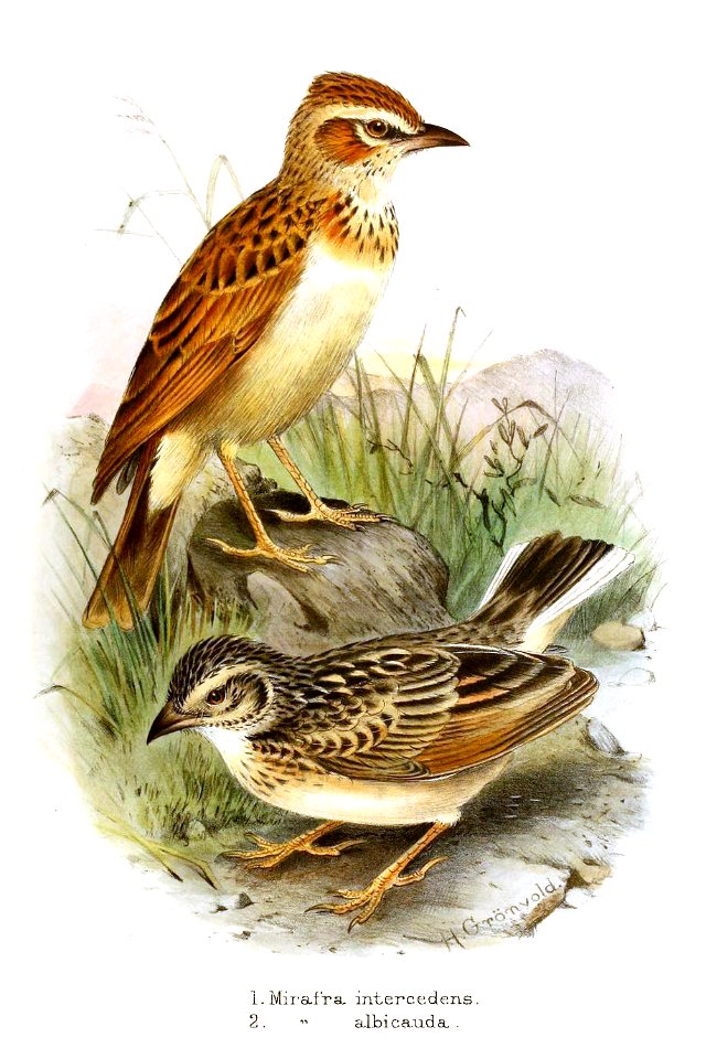 Fawn-coloured lark, Calendulauda africanoides intercedens Reichenow, 1895 (top), and White-tailed lark, Mirafra albicauda Reichenow, 1891 (bottom), in the third of five volumes of G. E. Shelley's Bird