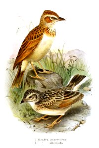 Fawn-coloured lark, Calendulauda africanoides intercedens Reichenow, 1895 (top), and White-tailed lark, Mirafra albicauda Reichenow, 1891 (bottom), in the third of five volumes of G. E. Shelley's Bird