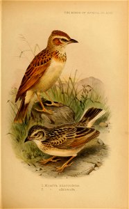 THE BIRDS OF AFRICA, PL .XVIU . 
LMii-afra, mterce.dens. 

2 . " albi Cauda. .