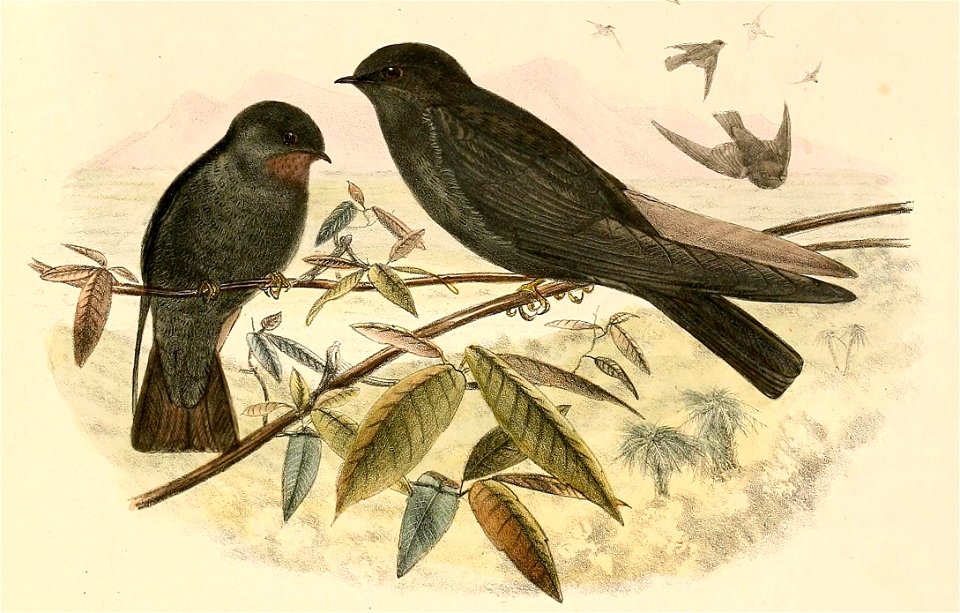 « Psalidoprocne nitens » = Psalidoprocne nitens (Square-tailed Saw-wing)