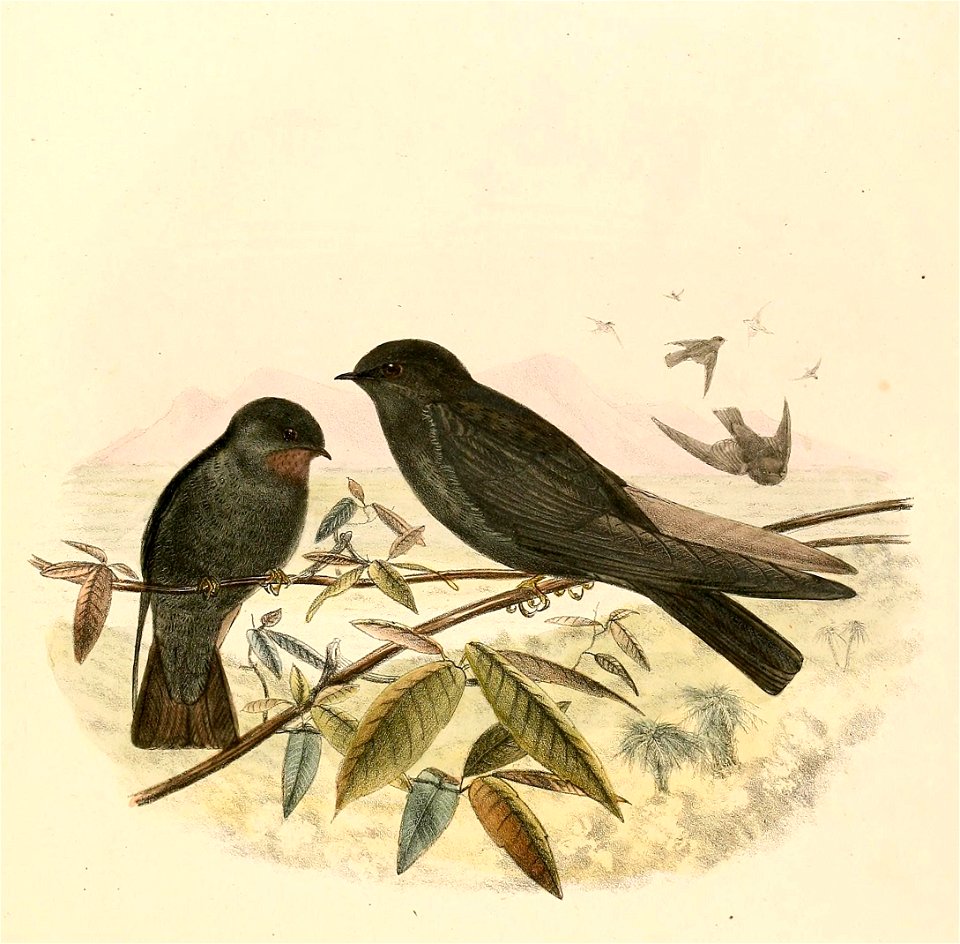 « Psalidoprocne nitens » = Psalidoprocne nitens (Square-tailed Saw-wing)