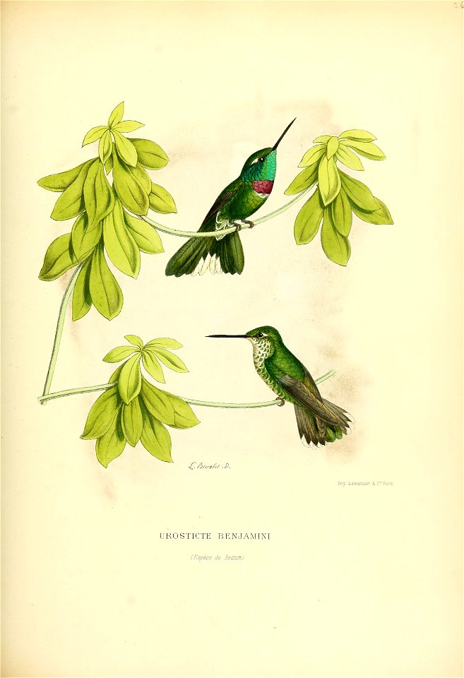 Urosticte benjamini