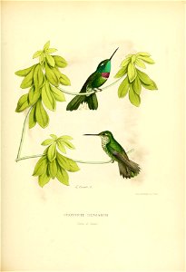 Urosticte benjamini