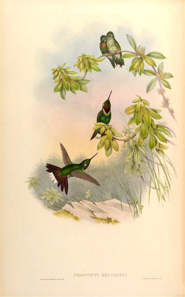 Urosticte benjamini [1]