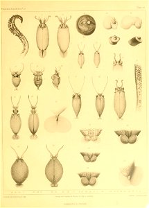 Plate XLVIII of Georg Johann Pfeffer's Die Cephalopoden der Plankton-Expedition. Zugleich eine monographische Übersicht der Oegopsiden Cephalopoden.
: Megalocranchia maxima
Figures 5 to 11: Teuthoweni