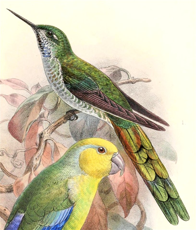 English:  « Cyanolesbia griseiventris » = Taphrolesbia griseiventris (Grey-bellied Comet)Français :  « Cyanolesbia griseiventris » = Taphrolesbia griseiven