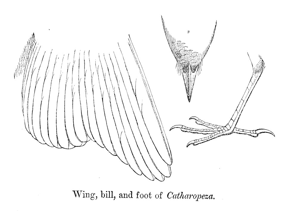 English:  « Catharopeza bishopi » = Catharopeza bishopi (Whistling Warbler) - wing, bill and footFrançais :  « Catharopeza bishopi » = Catharopeza bishopi 