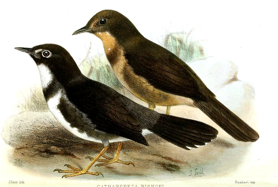 English:  « Catharopeza bishopi » = Catharopeza bishopi (Whistling Warbler)Français :  « Catharopeza bishopi » = Catharopeza bishopi (Paruline de Saint-Vin