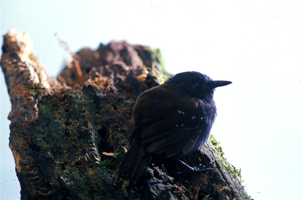 Chestnut-backed Antbird, Myrmeciza exsul,  Ecuador