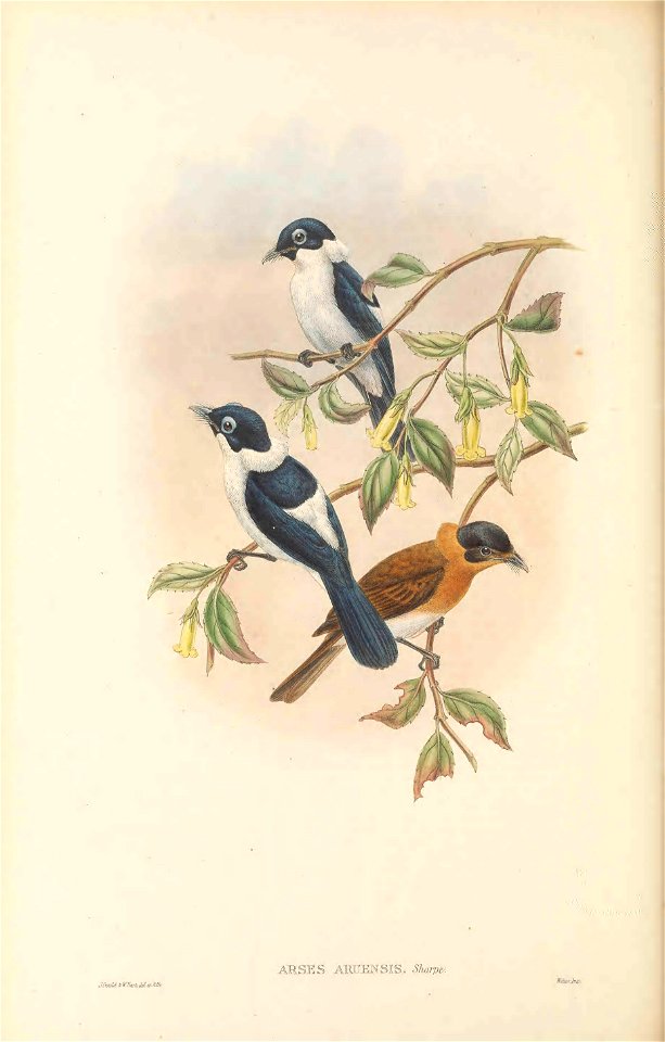 Arses aruensis = Arses telescopthalmus aruensis - The birds of New Guinea and the adjacent Papuan islands : including many new species recently discovered in Australia. v.2 (Plate 42).