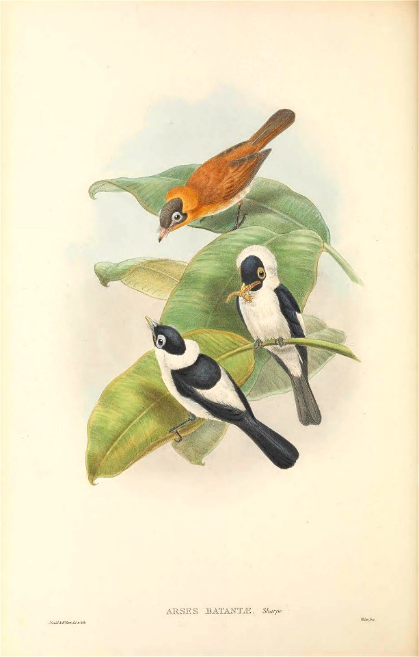 Arses batantae = Arses telescopthalmus batantae - The birds of New Guinea and the adjacent Papuan islands : including many new species recently discovered in Australia. v.2 (Plate 41).