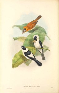 Arses batantae = Arses telescopthalmus batantae - The birds of New Guinea and the adjacent Papuan islands : including many new species recently discovered in Australia. v.2 (Plate 41).