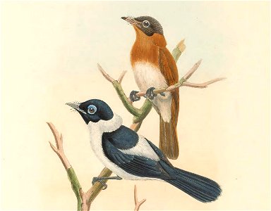 Arses telescophthalmus - The birds of New Guinea and the adjacent Papuan islands : including many new species recently discovered in Australia. v.2 (Plate 40).