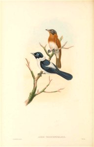 Arses telescophthalmus - The birds of New Guinea and the adjacent Papuan islands : including many new species recently discovered in Australia. v.2 (Plate 40).