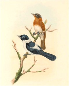 Arses telescophthalmus - The birds of New Guinea and the adjacent Papuan islands : including many new species recently discovered in Australia. v.2 (Plate 40).
