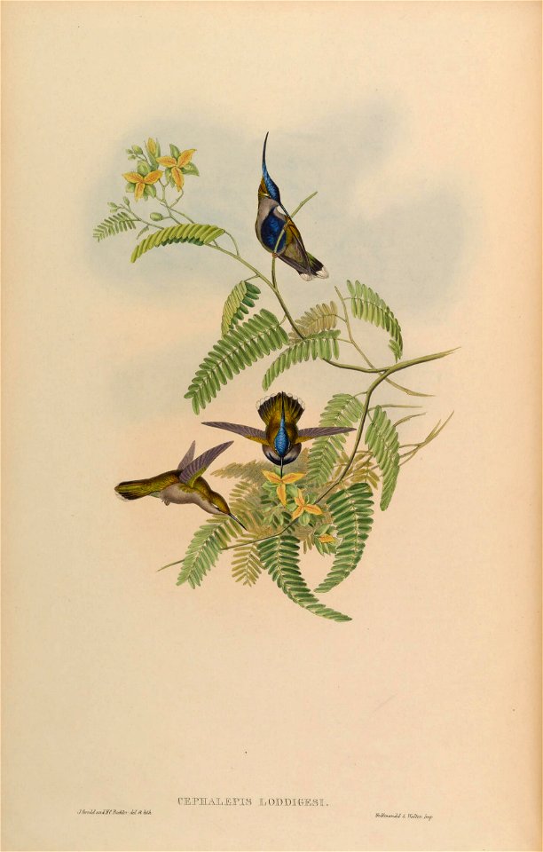 Cephalepis loddigesi = Stephanoxis lalandi loddigesii [1]