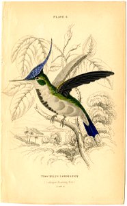 Jardine's Natural History of Hummingbirds, Volume1, 1834, plate 6