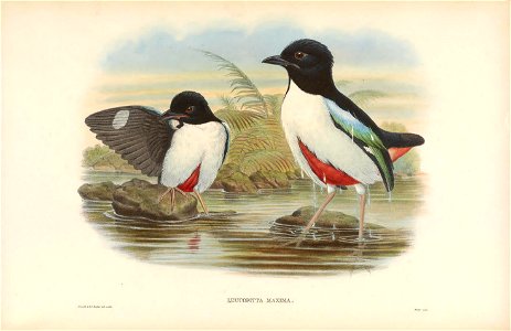 Pitta maxima - A Monograph of the Pittidae