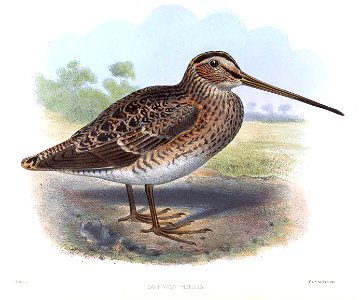 Gallinago nobilis