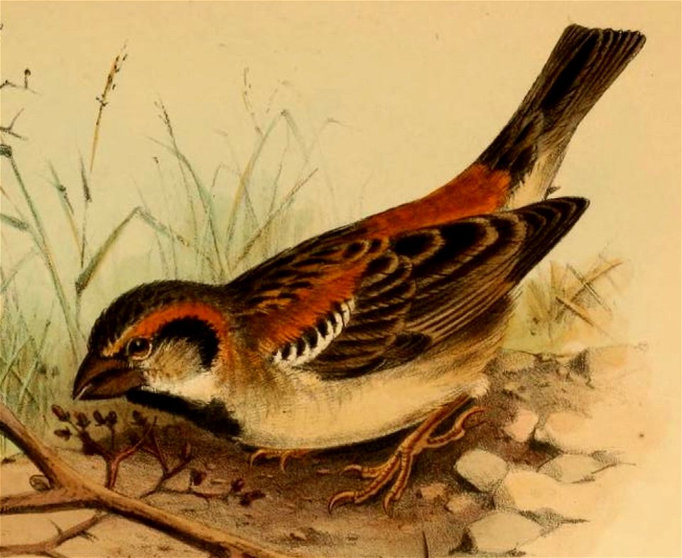 A detail of an illustration by Henrik Grönvold showing a Shelley's Sparrow, from G. E. Shelley's Birds of Africa