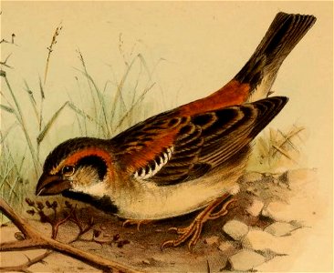 A detail of an illustration by Henrik Grönvold showing a Shelley's Sparrow, from G. E. Shelley's Birds of Africa