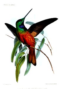 Golden Starfrontlet male