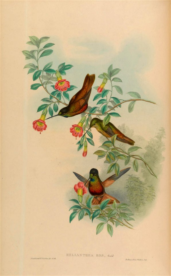 Helianthea eos = Coeligena bonapartei eos ([1]; IOC 3.2)