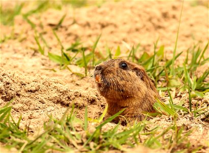 Tuco-tuco, Tiny Tuco Tuco (Ctenomys minutus)