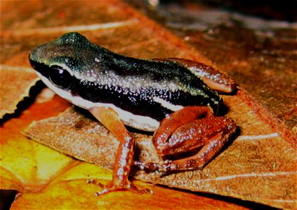 Silverstoneia flotator (Rocket frog), a cryptically colored dendrobatid frog from Hitoy Cerere Biological Reserve, southern Costa Rica.