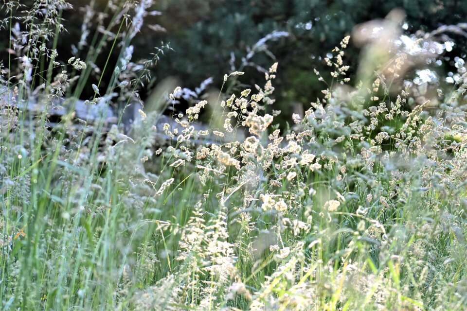 Nature grasses blade of grass