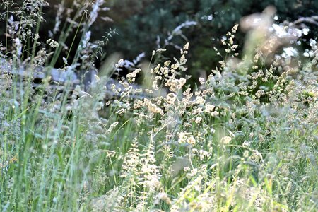 Nature grasses blade of grass
