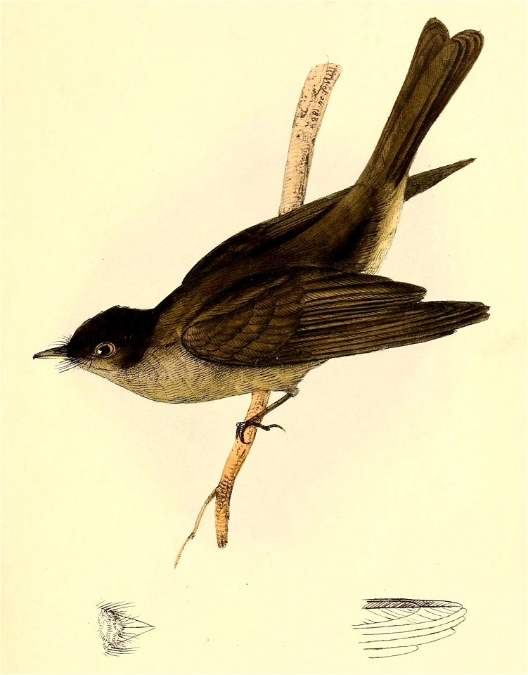 Tyrannula curtipes = Contopus cinereus (Tropical Pewee)