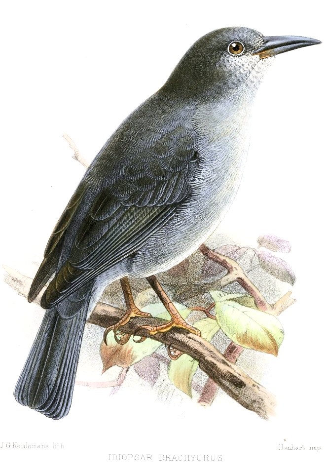 Idiopsar brachyurus