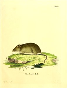 CLXXXV 

Mus faxatilis Pall. = Mus saxatilis Pallas, 1779. ibid.: 255. Читинская обл., р.: Онон; Бурятская АССР, р. Уда (Огнев, 1950: 529). Nom. dubium et ?oblitum. С. И. Огнев (1950: 532) под вопросо