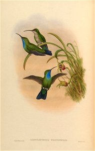 Campylopterus phainopeplus