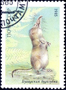 Sorex buchariensis

 Почтовая марка СССР. 1985. Бухарская бурозубка