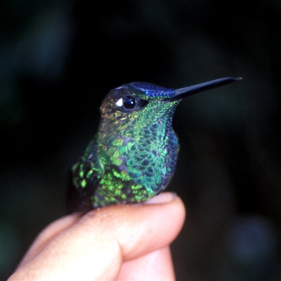 Violet-fronted Brilliant (Heliodoxa leadbeateri). Male from Cordillera del Cóndor, Ecuador