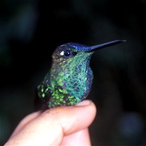 Violet-fronted Brilliant (Heliodoxa leadbeateri). Male from Cordillera del Cóndor, Ecuador