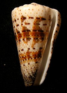 Conus imperialis Linnaeus, 1758 ; Indonesia