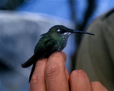 Violet-fronted Brilliant (Heliodoxa leadbeateri). Female from Cordillera del Cóndor, Ecuador.