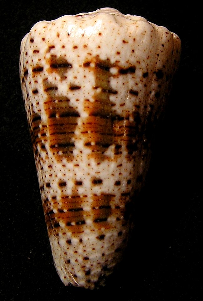 Conus imperialis Linnaeus, 1758 ; Indonesia