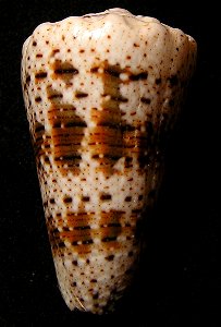 Conus imperialis Linnaeus, 1758 ; Indonesia