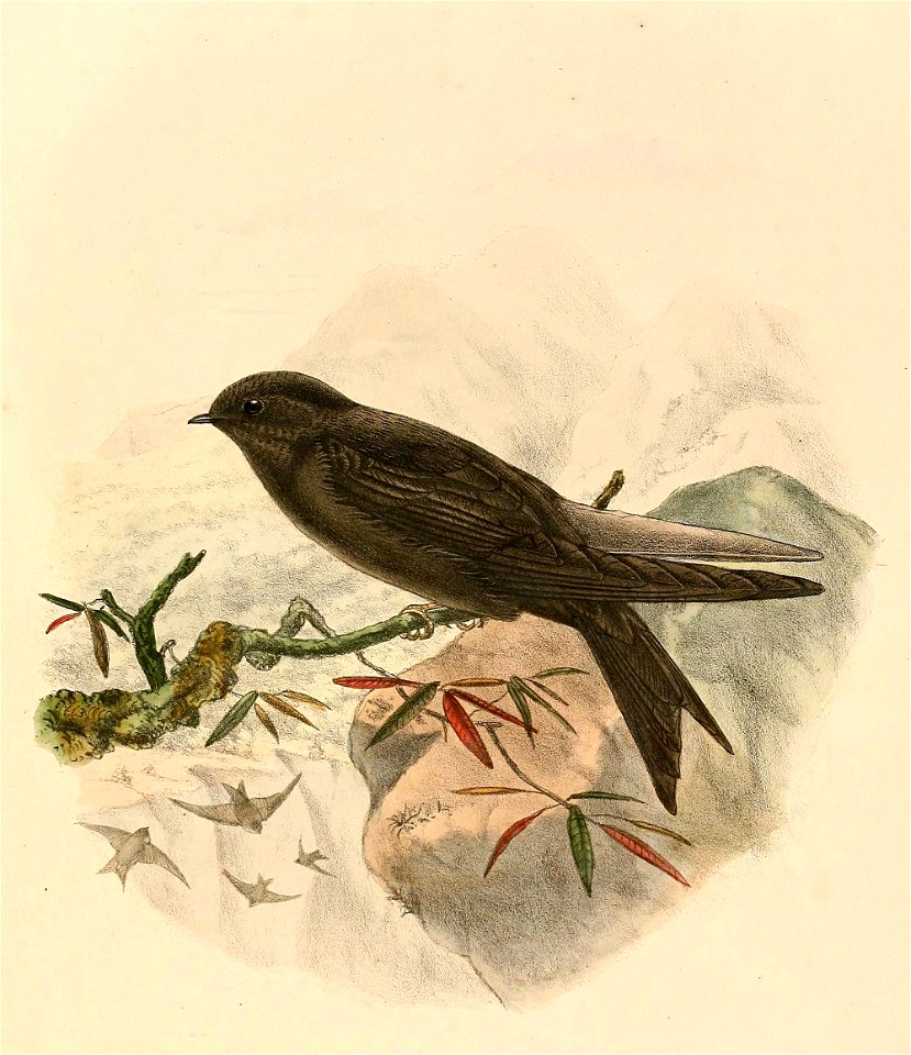 « Psalidoprocne fuliginosa » = Psalidoprocne fuliginosa (Mountain Saw-wing)