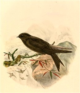 « Psalidoprocne fuliginosa » = Psalidoprocne fuliginosa (Mountain Saw-wing)